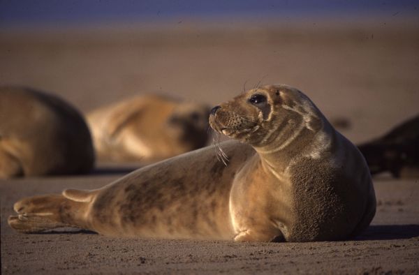 Atlantic Grey Seal in moult.